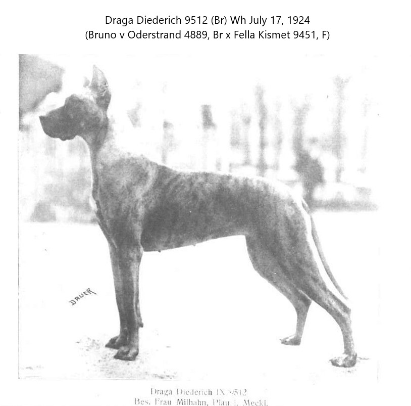 Draga Diederich